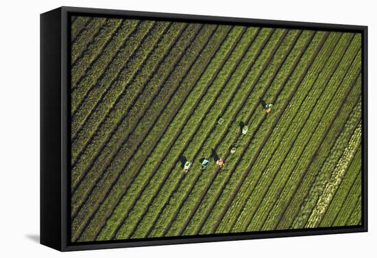 Workers Picking Vegetables Near Ardmore, South Auckland, North Island, New Zealand-David Wall-Framed Stretched Canvas