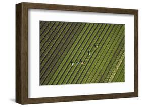 Workers Picking Vegetables Near Ardmore, South Auckland, North Island, New Zealand-David Wall-Framed Photographic Print