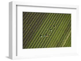 Workers Picking Vegetables Near Ardmore, South Auckland, North Island, New Zealand-David Wall-Framed Photographic Print