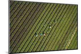 Workers Picking Vegetables Near Ardmore, South Auckland, North Island, New Zealand-David Wall-Mounted Photographic Print