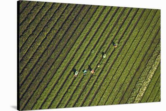 Workers Picking Vegetables Near Ardmore, South Auckland, North Island, New Zealand-David Wall-Stretched Canvas