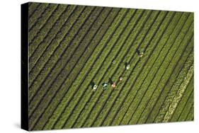 Workers Picking Vegetables Near Ardmore, South Auckland, North Island, New Zealand-David Wall-Stretched Canvas