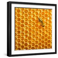 Working Bee on Honeycells.-StudioSmart-Framed Photographic Print