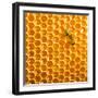 Working Bee on Honeycells.-StudioSmart-Framed Photographic Print