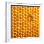 Working Bee on Honeycells.-StudioSmart-Framed Photographic Print