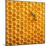 Working Bee on Honeycells.-StudioSmart-Mounted Photographic Print