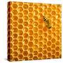 Working Bee on Honeycells.-StudioSmart-Stretched Canvas