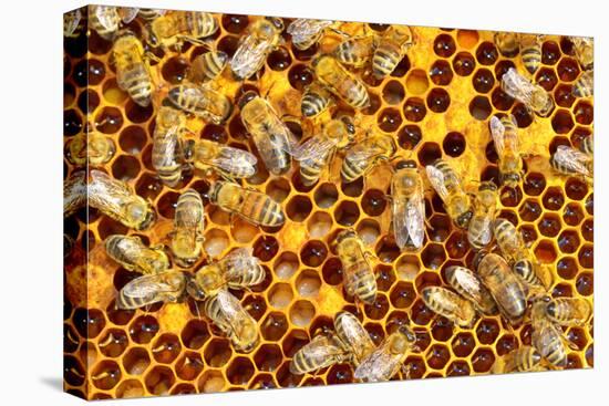 Working Bees on Honeycells-mady70-Stretched Canvas