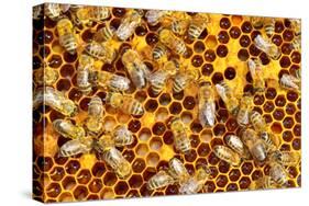 Working Bees on Honeycells-mady70-Stretched Canvas