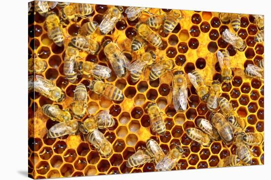 Working Bees on Honeycells-mady70-Stretched Canvas