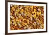 Working Bees on Honeycells-mady70-Framed Photographic Print