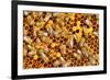 Working Bees on Honeycells-mady70-Framed Photographic Print