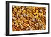 Working Bees on Honeycells-mady70-Framed Photographic Print