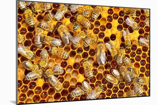 Working Bees on Honeycells-mady70-Mounted Photographic Print