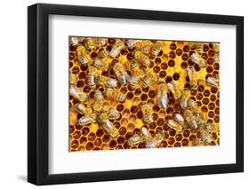 Working Bees on Honeycells-mady70-Framed Photographic Print