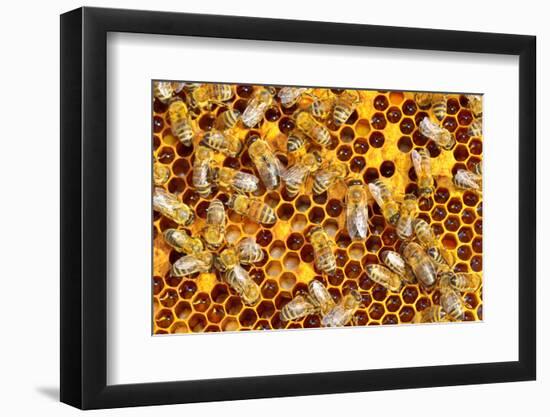 Working Bees on Honeycells-mady70-Framed Photographic Print