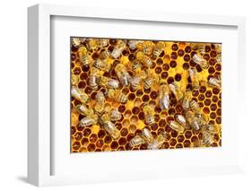 Working Bees on Honeycells-mady70-Framed Photographic Print