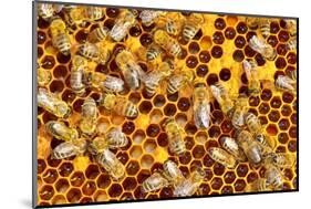 Working Bees on Honeycells-mady70-Mounted Photographic Print