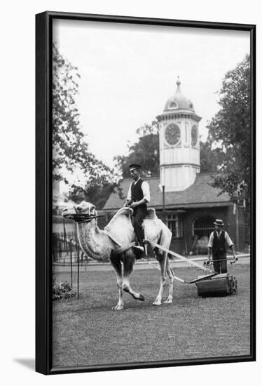 Working Camel, London-null-Framed Art Print