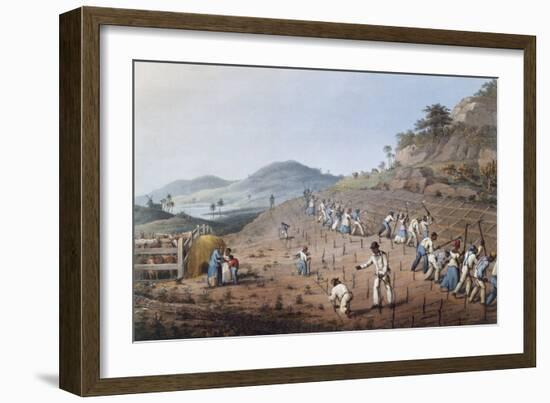 Working in the Field in Antigua, Lesser Antilles, 1823-William Clark-Framed Giclee Print