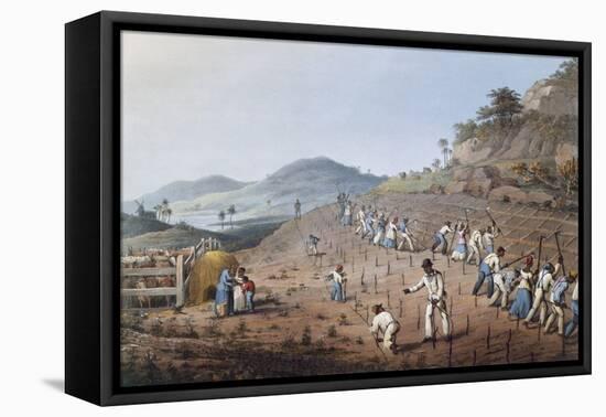 Working in the Field in Antigua, Lesser Antilles, 1823-William Clark-Framed Stretched Canvas