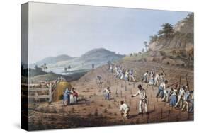 Working in the Field in Antigua, Lesser Antilles, 1823-William Clark-Stretched Canvas
