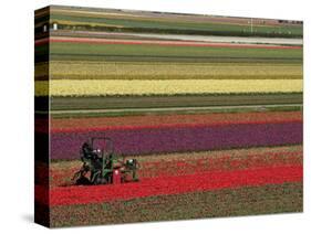 Working in the Tulip Rows in the Bulb Fields, Near Lisse, Holland (The Netherlands)-Gary Cook-Stretched Canvas