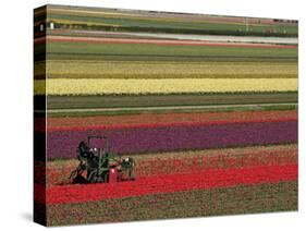 Working in the Tulip Rows in the Bulb Fields, Near Lisse, Holland (The Netherlands)-Gary Cook-Stretched Canvas