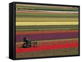 Working in the Tulip Rows in the Bulb Fields, Near Lisse, Holland (The Netherlands)-Gary Cook-Framed Stretched Canvas