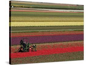 Working in the Tulip Rows in the Bulb Fields, Near Lisse, Holland (The Netherlands)-Gary Cook-Stretched Canvas