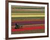 Working in the Tulip Rows in the Bulb Fields, Near Lisse, Holland (The Netherlands)-Gary Cook-Framed Premium Photographic Print