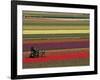 Working in the Tulip Rows in the Bulb Fields, Near Lisse, Holland (The Netherlands)-Gary Cook-Framed Premium Photographic Print