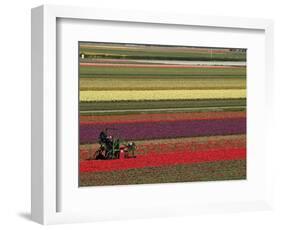 Working in the Tulip Rows in the Bulb Fields, Near Lisse, Holland (The Netherlands)-Gary Cook-Framed Photographic Print