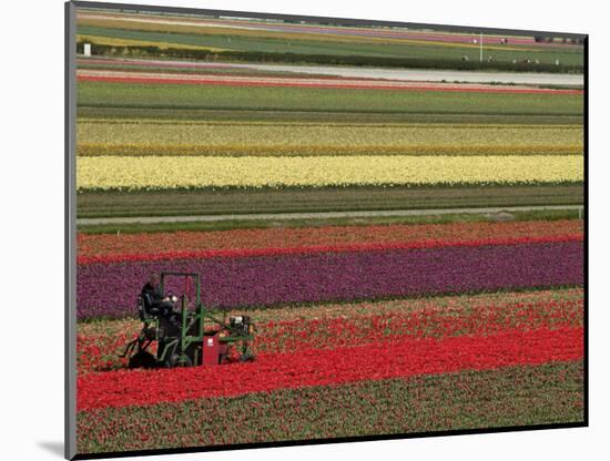 Working in the Tulip Rows in the Bulb Fields, Near Lisse, Holland (The Netherlands)-Gary Cook-Mounted Photographic Print