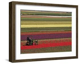 Working in the Tulip Rows in the Bulb Fields, Near Lisse, Holland (The Netherlands)-Gary Cook-Framed Photographic Print
