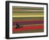 Working in the Tulip Rows in the Bulb Fields, Near Lisse, Holland (The Netherlands)-Gary Cook-Framed Photographic Print