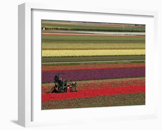 Working in the Tulip Rows in the Bulb Fields, Near Lisse, Holland (The Netherlands)-Gary Cook-Framed Photographic Print