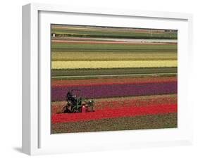 Working in the Tulip Rows in the Bulb Fields, Near Lisse, Holland (The Netherlands)-Gary Cook-Framed Photographic Print