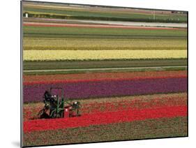 Working in the Tulip Rows in the Bulb Fields, Near Lisse, Holland (The Netherlands)-Gary Cook-Mounted Photographic Print