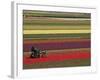 Working in the Tulip Rows in the Bulb Fields, Near Lisse, Holland (The Netherlands)-Gary Cook-Framed Photographic Print