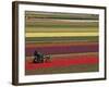 Working in the Tulip Rows in the Bulb Fields, Near Lisse, Holland (The Netherlands)-Gary Cook-Framed Photographic Print