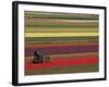 Working in the Tulip Rows in the Bulb Fields, Near Lisse, Holland (The Netherlands)-Gary Cook-Framed Photographic Print