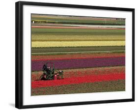 Working in the Tulip Rows in the Bulb Fields, Near Lisse, Holland (The Netherlands)-Gary Cook-Framed Photographic Print