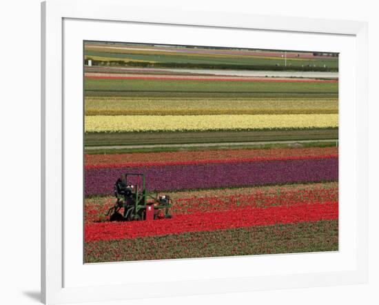 Working in the Tulip Rows in the Bulb Fields, Near Lisse, Holland (The Netherlands)-Gary Cook-Framed Photographic Print