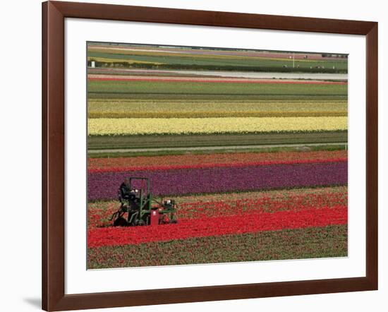 Working in the Tulip Rows in the Bulb Fields, Near Lisse, Holland (The Netherlands)-Gary Cook-Framed Photographic Print