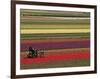 Working in the Tulip Rows in the Bulb Fields, Near Lisse, Holland (The Netherlands)-Gary Cook-Framed Photographic Print