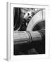 Workman on Large Wheel That Looks Like Fan, at General Electric Laboratory-Alfred Eisenstaedt-Framed Photographic Print