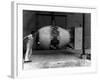 Workman Standing Next to Atomic Bomb Number 2, Nicknamed Fat Man, Hours before its Deployment-null-Framed Photographic Print