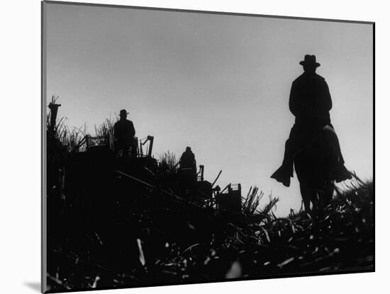 Workmen Harvesting Sugar Cane in a Field-Howard Sochurek-Mounted Photographic Print