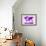 World Map Paint Splashes Purple-Michael Tompsett-Framed Premium Giclee Print displayed on a wall